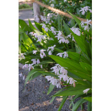 bletilla - orchidée jacinthe