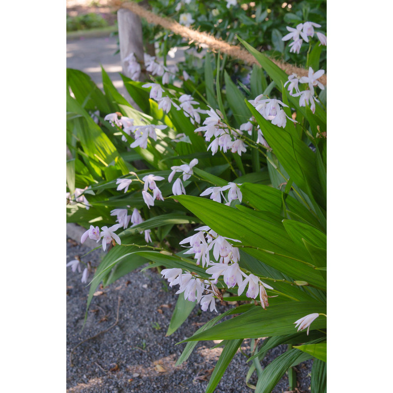 bletilla - orchidée jacinthe