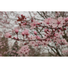 fleur du prunus pissardi