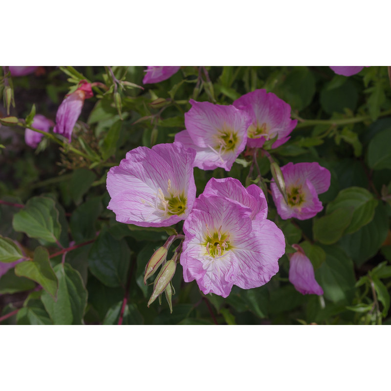 oenothera speciosa rose