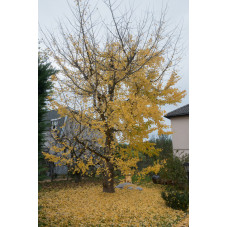 ginkgo biloba à l'automne