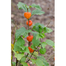 physalis franchetti