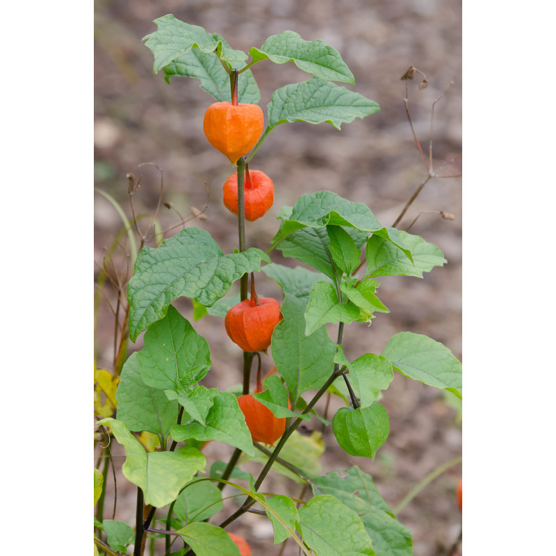 physalis franchetti physalis franchetti