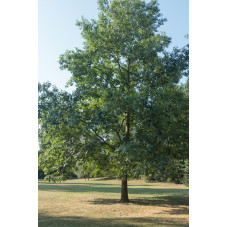 chêne rouge d'Amérique - quercus rubra