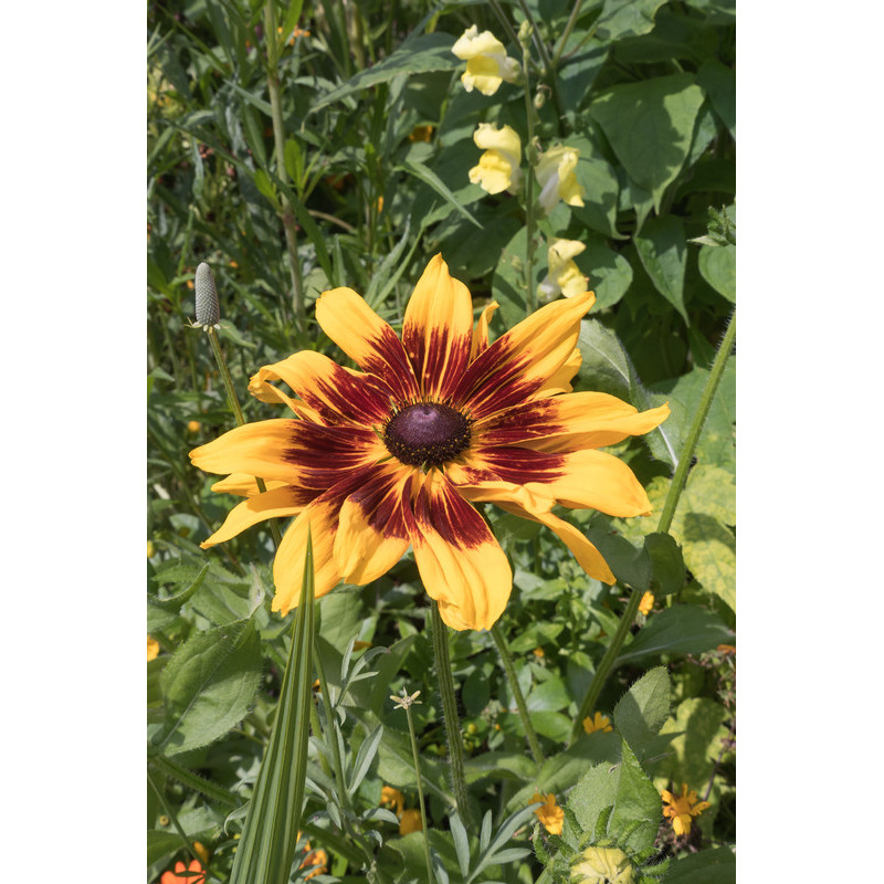 rudbeckia butterscotch biscuit