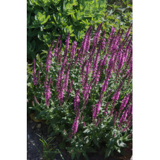 salvia rose queen