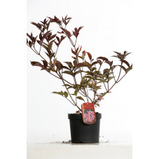 sambucus nigra (sureau noir) en pot de 3 litres