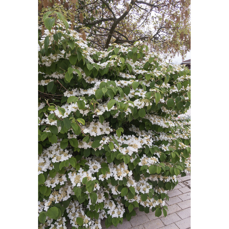 viburnum mariesi en fleurs