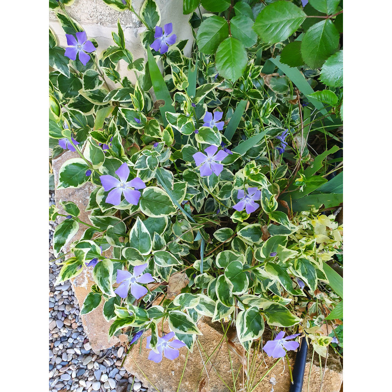 pervenche panachée - vinca major variegata