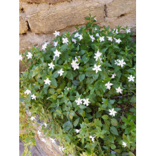 pervenche à fleurs blanches - vinca alba