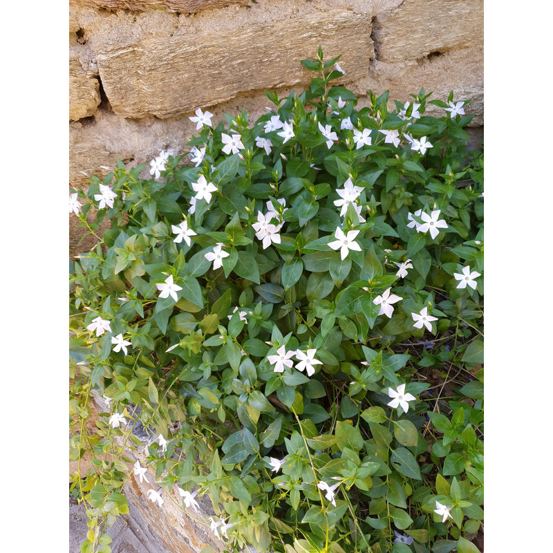 pervenche à fleurs blanches - vinca alba
