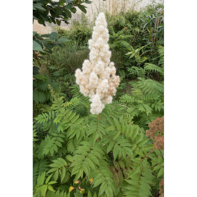 sorbaria sorbifolia - fausse spirée sorbaria sorbifolia - fausse spirée