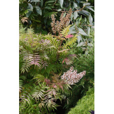 sorbaria en fleurs