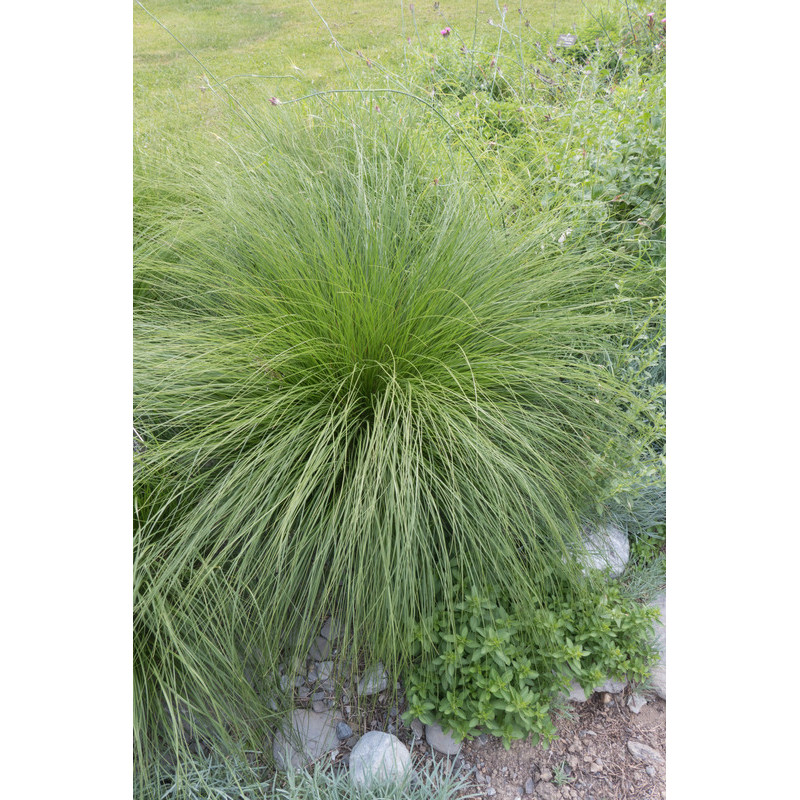 sporobolus - graminée sporobolus - graminée