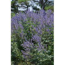 fleurs de l'arbre au poivre - vitex