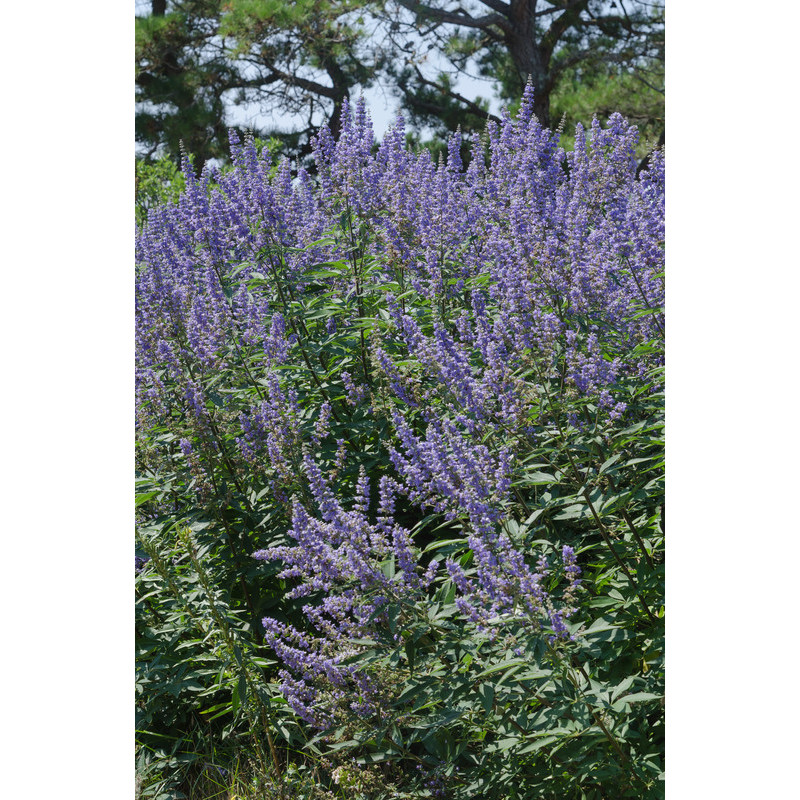 fleurs de l'arbre au poivre - vitex fleurs de l'arbre au poivre - vitex