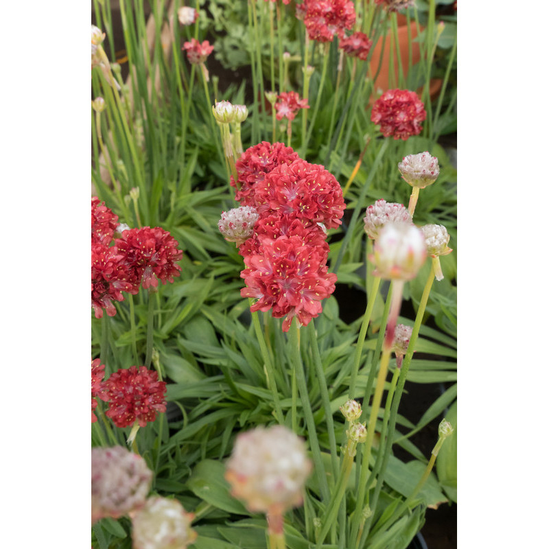 gazon d'Espagne rouge foncé ballerina red gazon d'Espagne rouge foncé ballerina red
