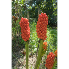 arum d'Italie