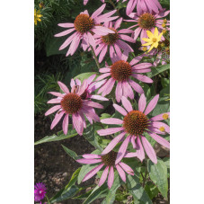 rudbeckia pourpre pink delight - echinacea