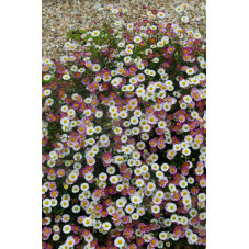 erigeron