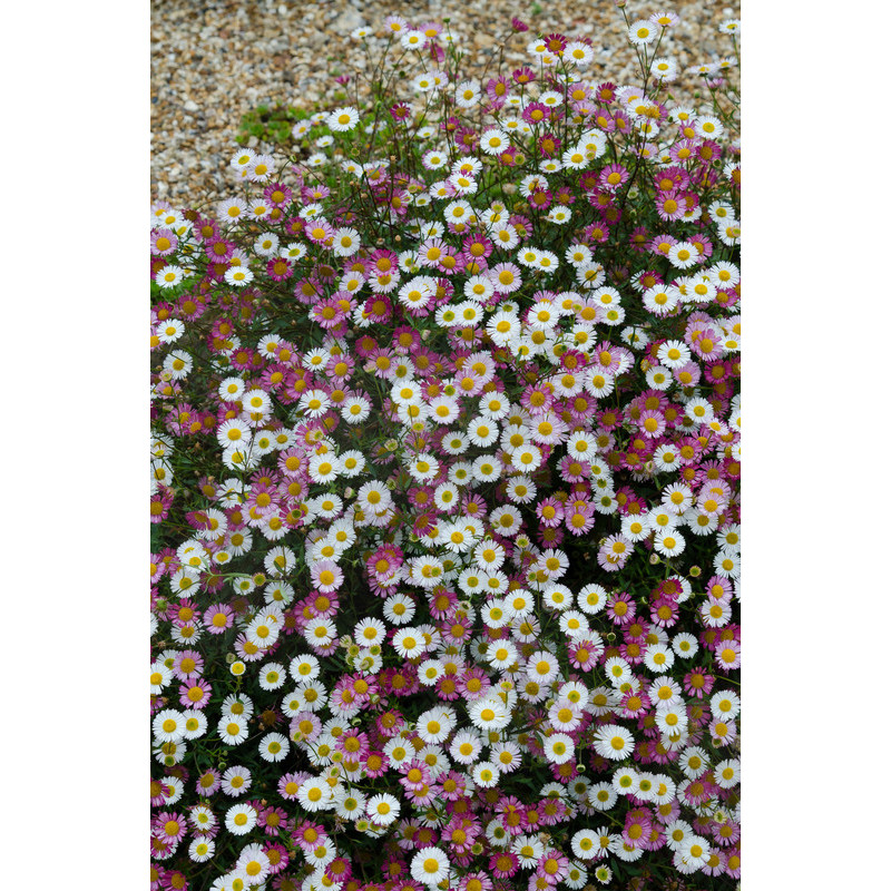 erigeron