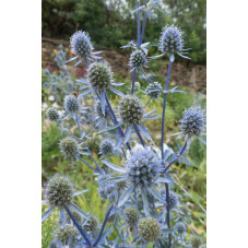 chardon bleu - eryngium planum