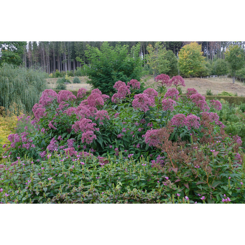 eupatoire pourpre - eupatorium purpurea