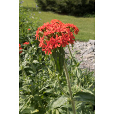 lychnis chalcedonica rouge