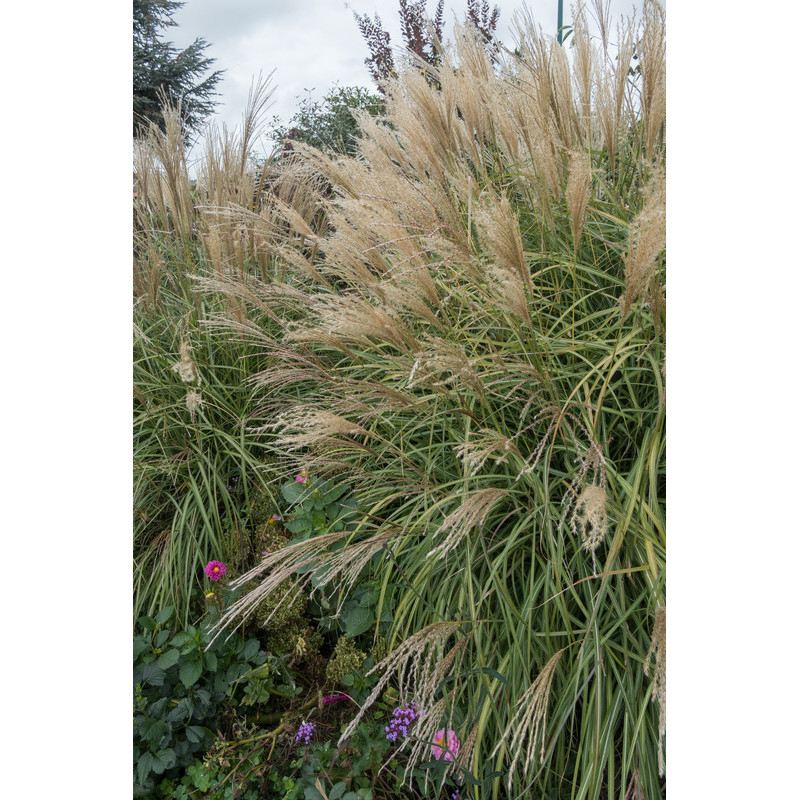 miscanthus yakushima dwarf - eulalie