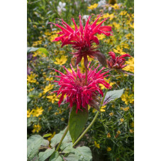 monarde didyma rouge