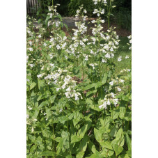 penstemon white bedder