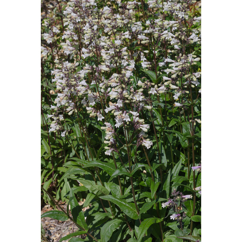 penstemon husker red - galane penstemon husker red - galane