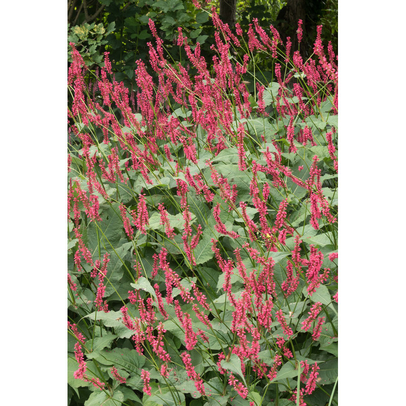 renouée - persicaria amplexicaulis fat domino