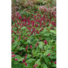 persicaria fat domino en couvre sol