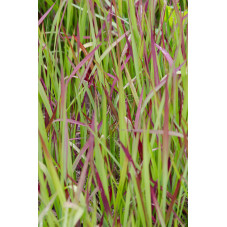 imperata red baron