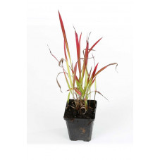 imperata cylindrica red baron en pot de 9 cm