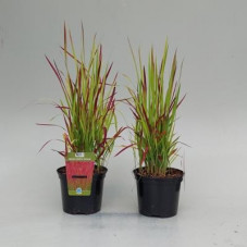 imperata cylindrica red baron en pot de 2/3 litres