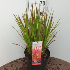 imperata cylindrica red baron en pot de 10 litres