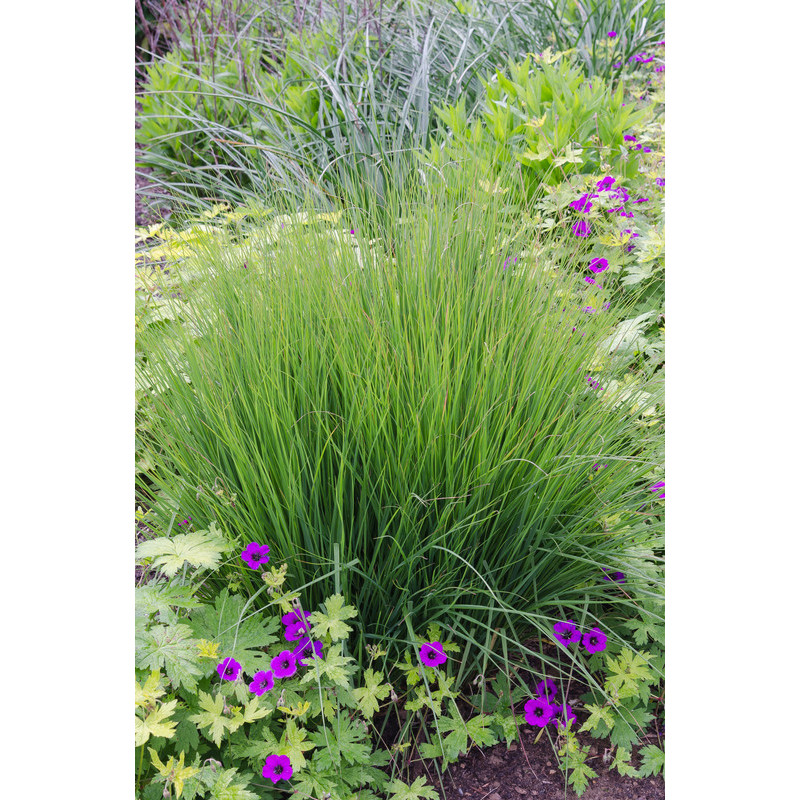 molinia heidebraut molinia heidebraut