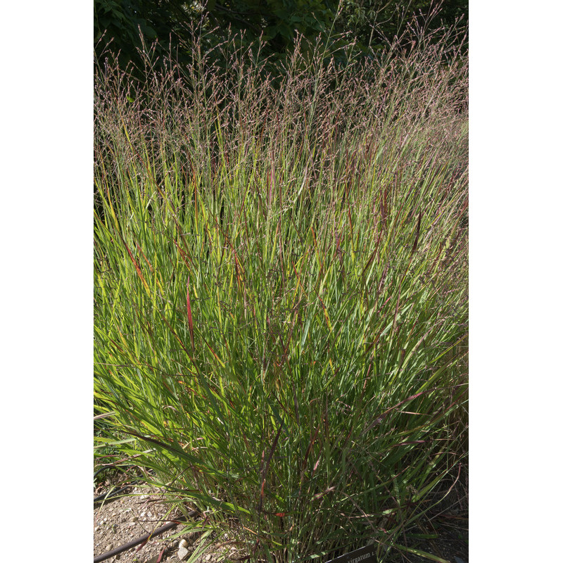 panicum virgatum en touffe panicum virgatum en touffe