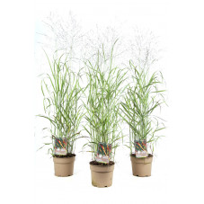 panicum virgatum en pot de 3 litres