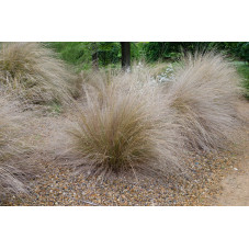 carex testacea - laiche orange