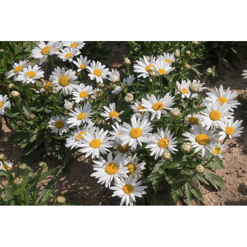 leucanthemum madonna