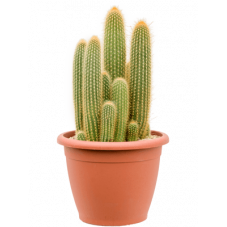 cactus espostoa guentheri