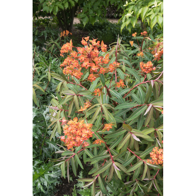 euphorbia griffith orange