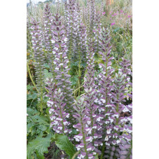 acanthe mollis