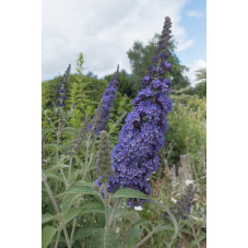 buddleja adonis bleu