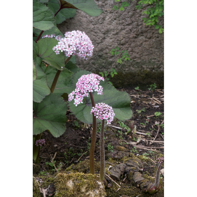 darmera peltata à fleurs roses