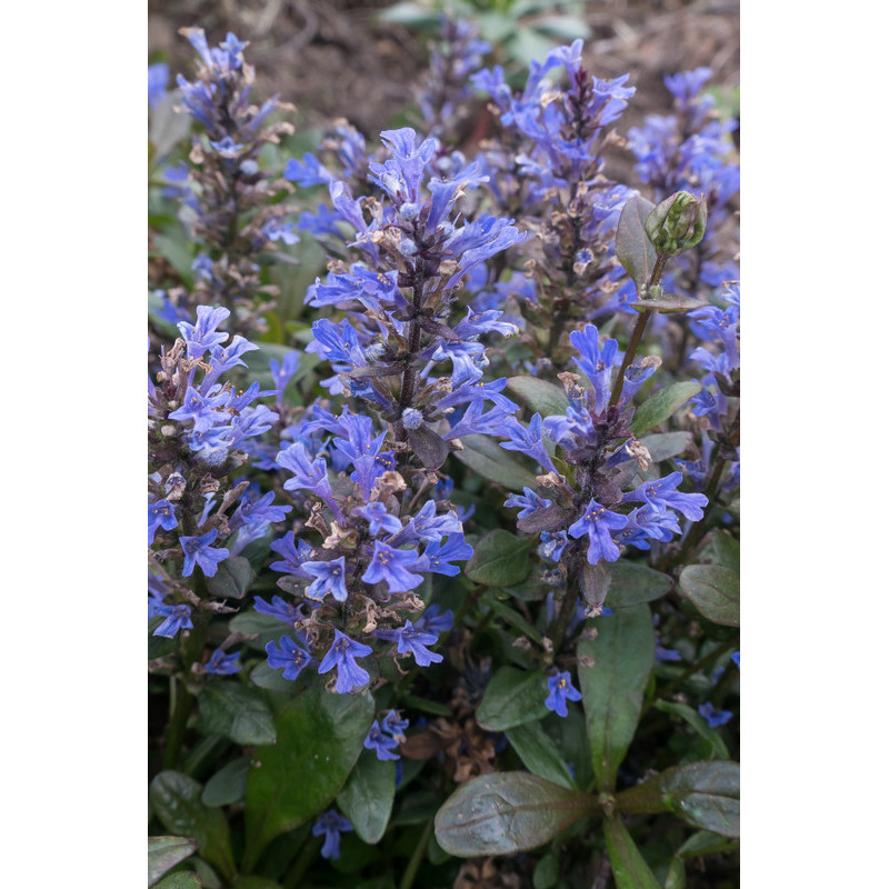 bugle rampant braunherz (ajuga reptans)