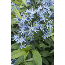 amsonie bleue - amsonia tabernaemontana
